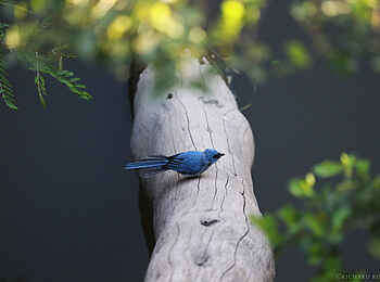 Richards River Camp: African Blue Flycatcher Richards River Camp: African Blue Flycatcher