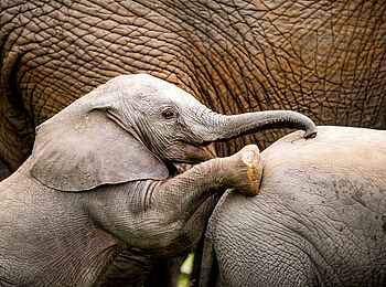 Singita Ebony Lodge: Elephantenbaby Singita Ebony Lodge: Elephantenbaby