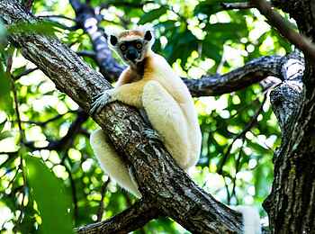 Time + Tide Miavana: Kronenmaki im Geäst