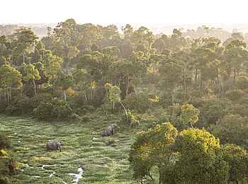 Wilderness Mara Camp: Elefanten