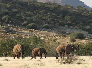 Damaraland Camp: Elefanten