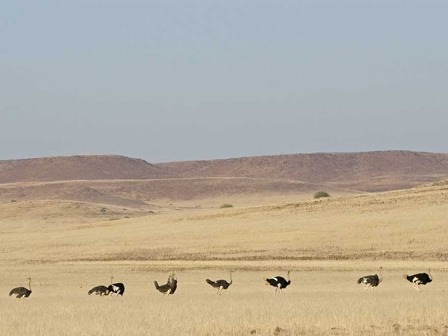 Desert Rhino Camp: Strauße im Grasland Desert Rhino Camp: Strauße im Grasland