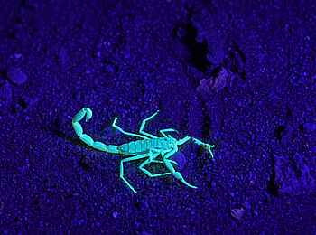 Desert Whisper Villa: Skorpion