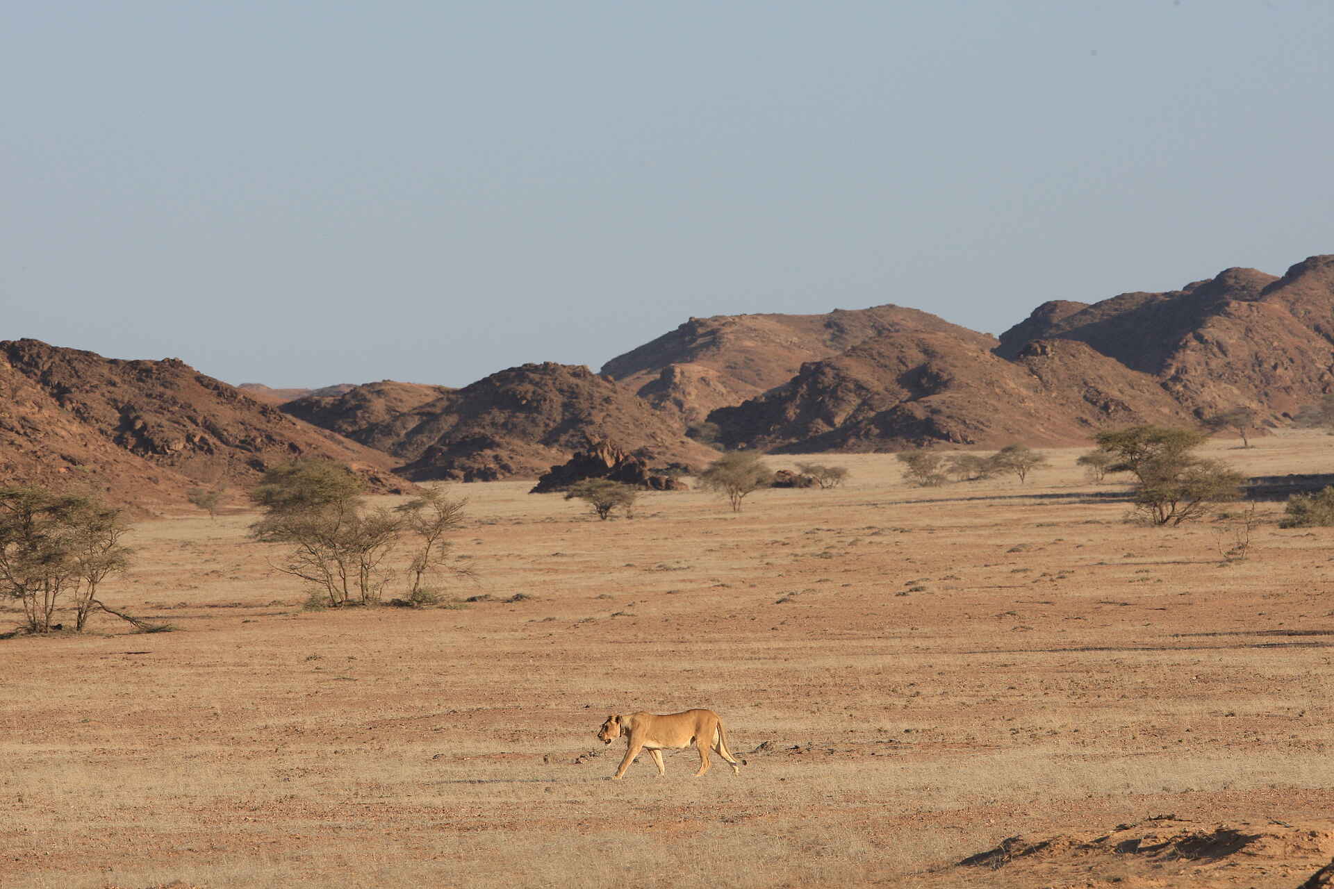 4 cs, africa, afrika, damaraland, desert-adapted, elefant, elefanten, hoanib, hoanib river, hoanib skeleton coast camp, kakaoveld, löwe, löwen, luxus, nachhaltigkeit, namibia, nordwestnamibia, northwestern namibia, palmwag konzession, palwag concession, reise, reisen, reiseveranstalter, safari, skeleton coast, skeleton coast camp, skeleton coast national park, skeleton coast nationalpark, skelettküste, southern africa, spitzmaulnashorn, südliches afrika, Urlaub, wilderness safaris, wüste, wüstenelefant, wüstenlöwen, fauna, großkatzen, raubkatzen, raubtiere, säuger, tiere
