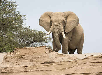 Hoanib Skeleton Coast Camp: Majestätischer Elefant Hoanib Skeleton Coast Camp: Majestätischer Elefant