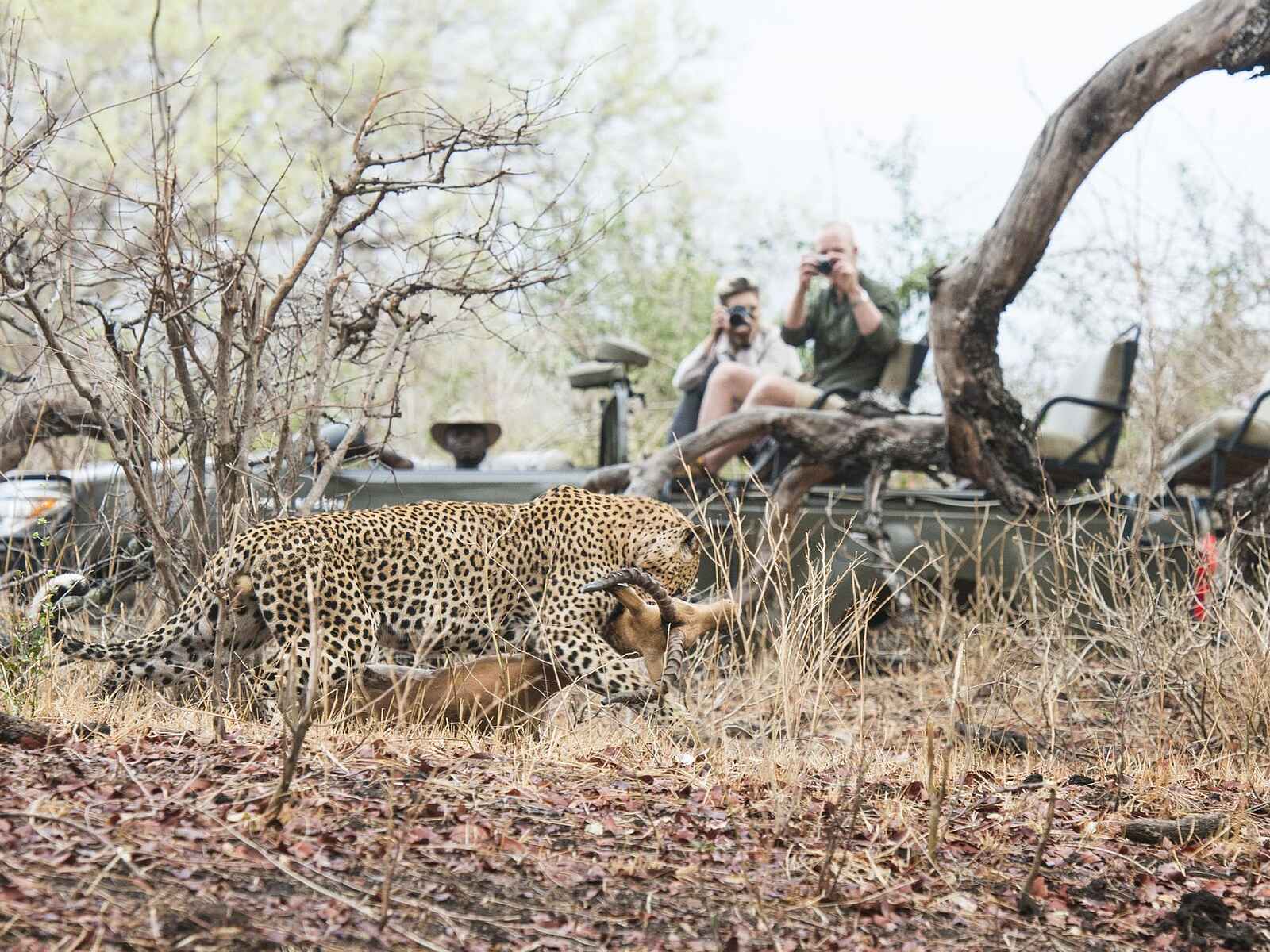 Kaingo Camp: Leopard mit Beute bei einer Pirschfahrt Kaingo Camp: Leopard mit Beute bei einer Pirschfahrt