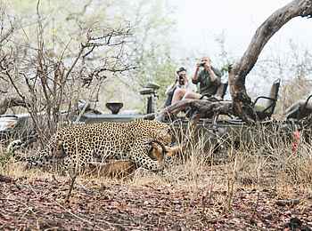 Kaingo Camp: Leopard mit Beute bei einer Pirschfahrt