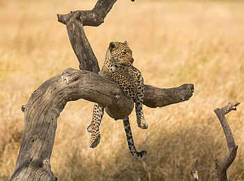 Lemala Mara Tented Camp: Leopard auf einem Ast Lemala Mara Tented Camp: Leopard auf einem Ast