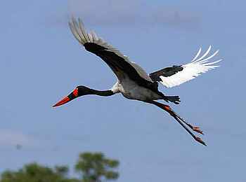 Leopard Lodge: Sattelstorch