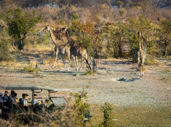 Mogogelo Camp: Pirschfahrt Mogogelo Camp: Pirschfahrt