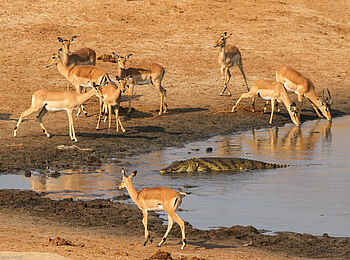 Nehimba Lodge: Impalas und Krokodil Nehimba Lodge: Impalas und Krokodil