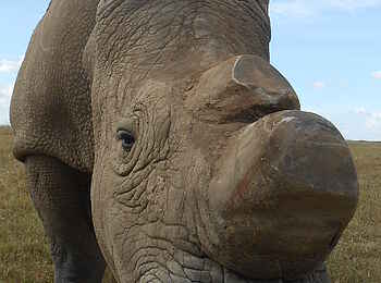 Ol Pejeta Bush Camp: Nahansicht eines Breitmaulnashorns Ol Pejeta Bush Camp: Nahansicht eines Breitmaulnashorns