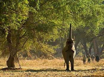 Old Mondoro Camp: Elefant erntet Akazienschoten