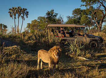 Qorokwe Camp: Game Drive