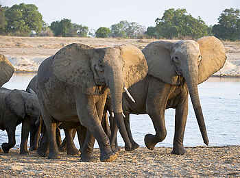 Robin Pope Safaris: Matriarchin führt Elefanten durch den Fluss