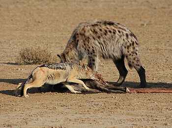 Rooiputs Lodge: Hyäne und Schabrackenschakal
