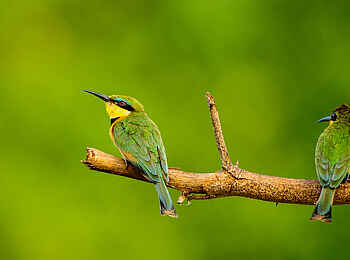 Royal Zambezi Lodge: Zwergspinte