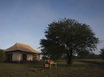 Sayari Camp: Gästesuite und Baum Sayari Camp: Gästesuite und Baum