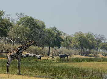 Selinda Explorers Camp: Giraffe und Elefanten