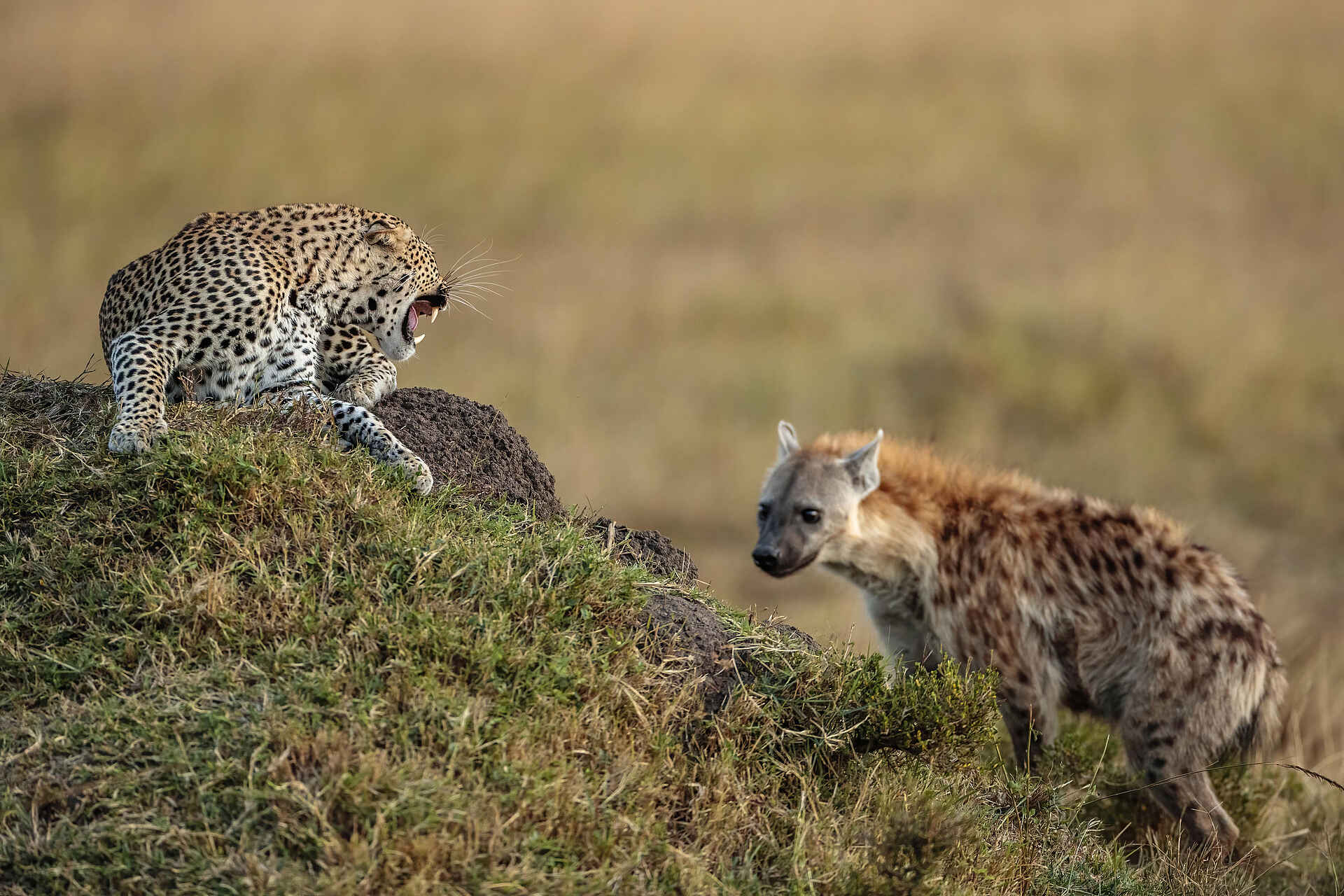 Serian's Kimya Kimya: Leopard vs. Hyäne