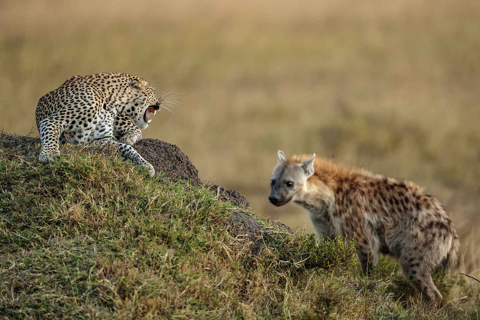 Serian's Kimya Kimya: Leopard vs. Hyäne Serian's Kimya Kimya: Leopard vs. Hyäne
