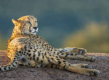 The Motse Tswalu: Gepard The Motse Tswalu: Gepard