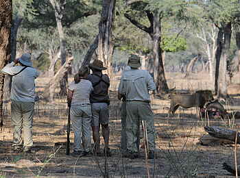 Vundu Camp: Beobachtung von Löwen an ihrer Beute Vundu Camp: Beobachtung von Löwen an ihrer Beute