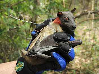 Wasa Lodge: Palmenflughund