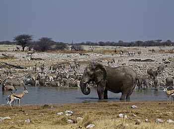 Anderssons at Ongava: Eine Vielzahl an Wildtieren gönnen sich eine Erfrischung Anderssons at Ongava: Eine Vielzahl an Wildtieren gönnen sich eine Erfrischung