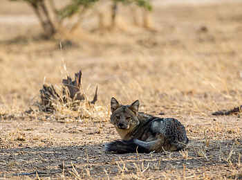 Chikwenya Camp: Schakal