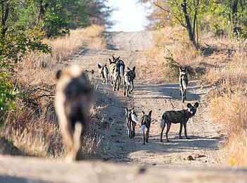 Inyati Game Lodge: Wilddogs en route