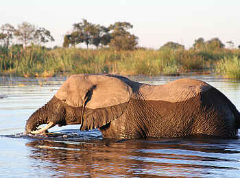 Jackalberry Tented Camp: Elefant im Linyanti River