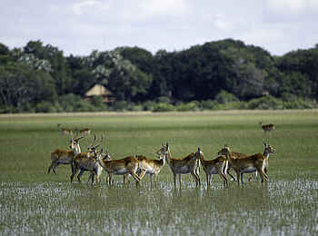 Kwetsani Camp: Rote Moorantilopen im Delta Kwetsani Camp: Rote Moorantilopen im Delta
