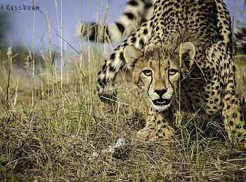 Mashatu Game Reserve: Vorsichtiger Gepard