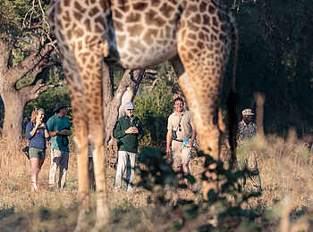 Nkonzi Bush Camp: Giraffenbeine Nkonzi Bush Camp: Giraffenbeine