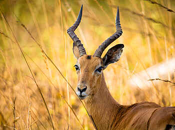 Ntemwa Busanga Bushcamp: Impala