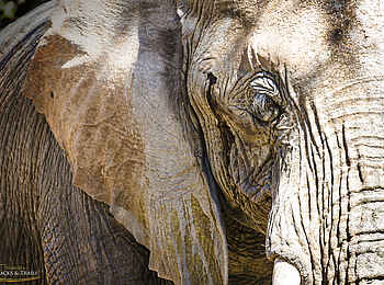 Ozondjou Trails: Nahaufnahme eines Elefanten