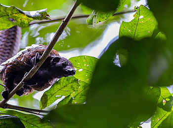 Sangha Lodge: Pangolin setzt zum Sprung an Sangha Lodge: Pangolin setzt zum Sprung an