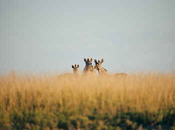 Camp Kalahari: Zebras