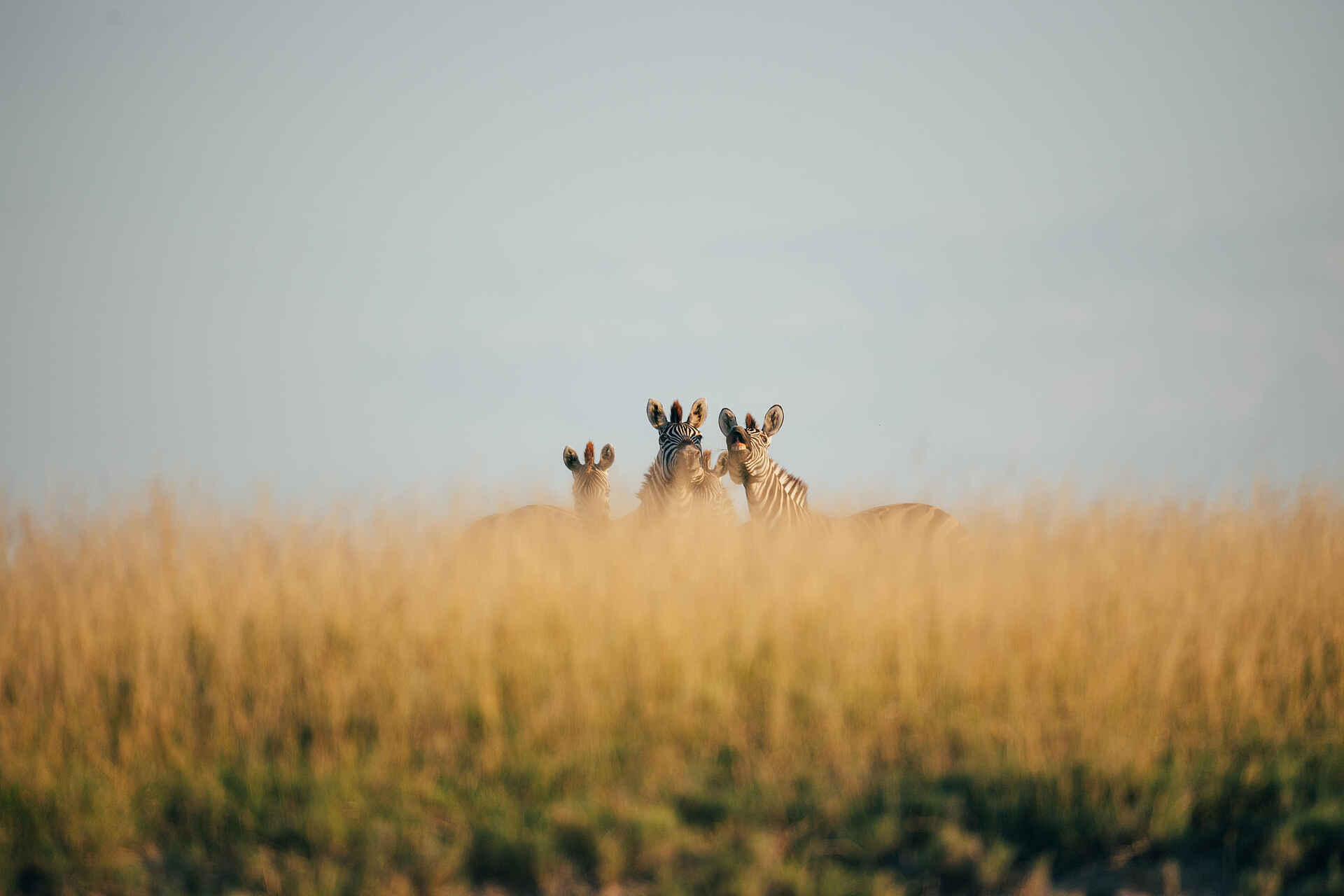 Camp Kalahari: Zebras Camp Kalahari: Zebras