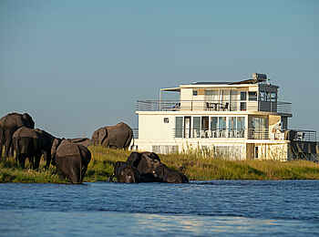 Chobe Princess: Elefanten vor dem Boot Chobe Princess: Elefanten vor dem Boot