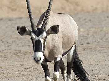 Doro Nawas: Begegnung mit einem Gemsbock