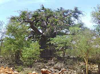 Fort Sesfontein: Die Flora im Hoanib