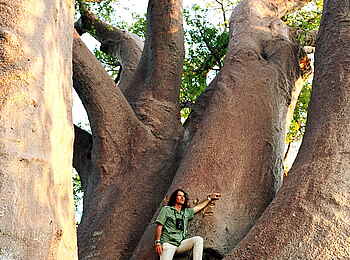 Jack's Camp: Chapman's Baobab