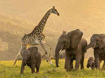 Kariega Ukhozi Lodge: Giraffe und Elefanten Kariega Ukhozi Lodge: Giraffe und Elefanten