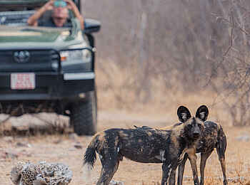 Khulu Bush Camp: Wildhunde Khulu Bush Camp: Wildhunde