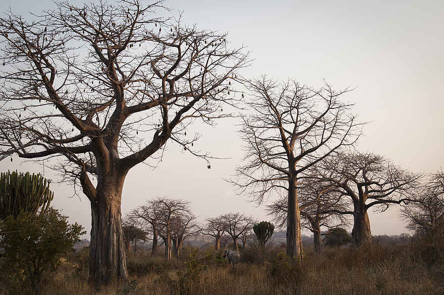 Kigelia Camp: Elefant zwischen Baobabs Kigelia Camp: Elefant zwischen Baobabs