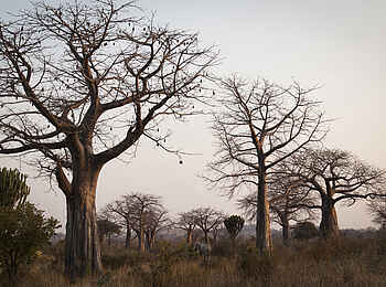 Kigelia Camp: Elefant zwischen Baobabs Kigelia Camp: Elefant zwischen Baobabs