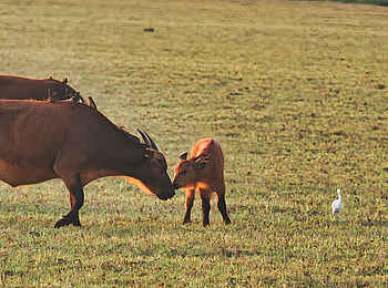 Loango Savannah Camp: Büffel mit Kalb