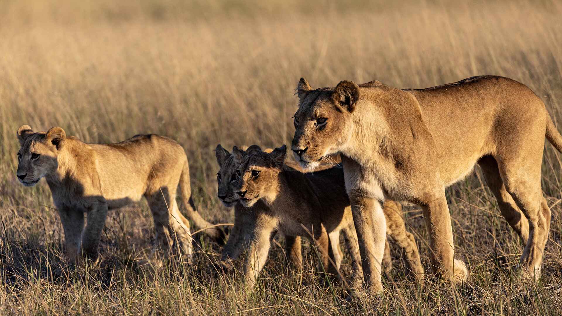 Mokolwane Camp: Löwinnen auf der Pirsch Mokolwane Camp: Löwinnen auf der Pirsch